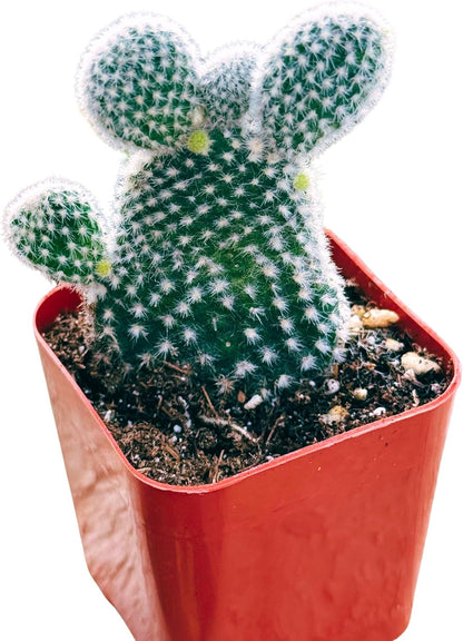 Succulents Plants Live 2inch Live Mini Succulent Plants, Easy Care House Plants Rooted in Succulent Soil Mix, by The Succulent Cult (Bunny Ear Cactus, 2 Inch)