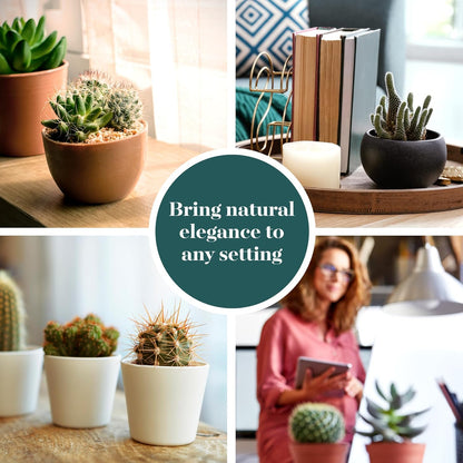 Shop Succulents Premium Live Mini Cactus Plants in Bulk 2" Pots, Easy Care Indoor or Outdoor Gardening, Terrariums, Favors, & Contemporary Spaces with Hardy, Resilient Varieties, Pack of 100