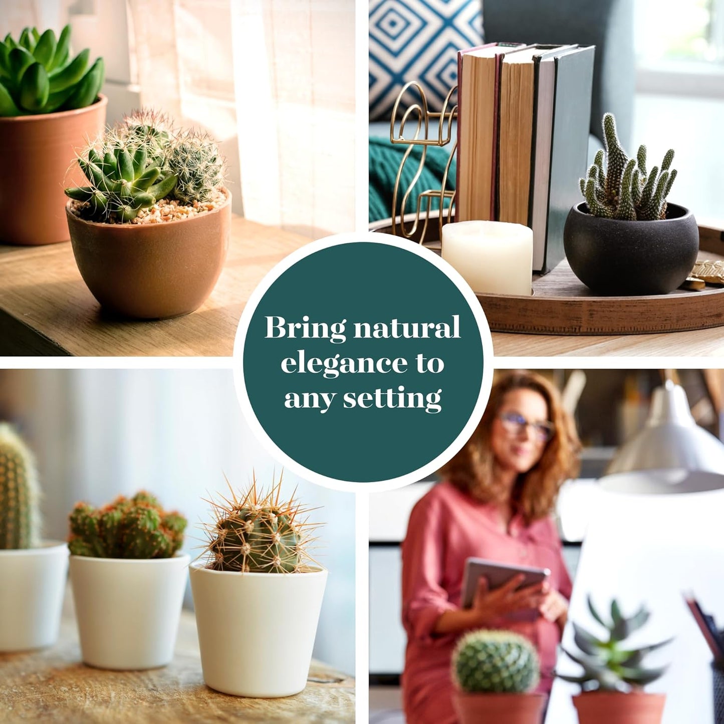 Shop Succulents Premium Live Mini Cactus Plants in Bulk 2" Pots, Easy Care Indoor or Outdoor Gardening, Terrariums, Favors, & Contemporary Spaces with Hardy, Resilient Varieties, Pack of 256