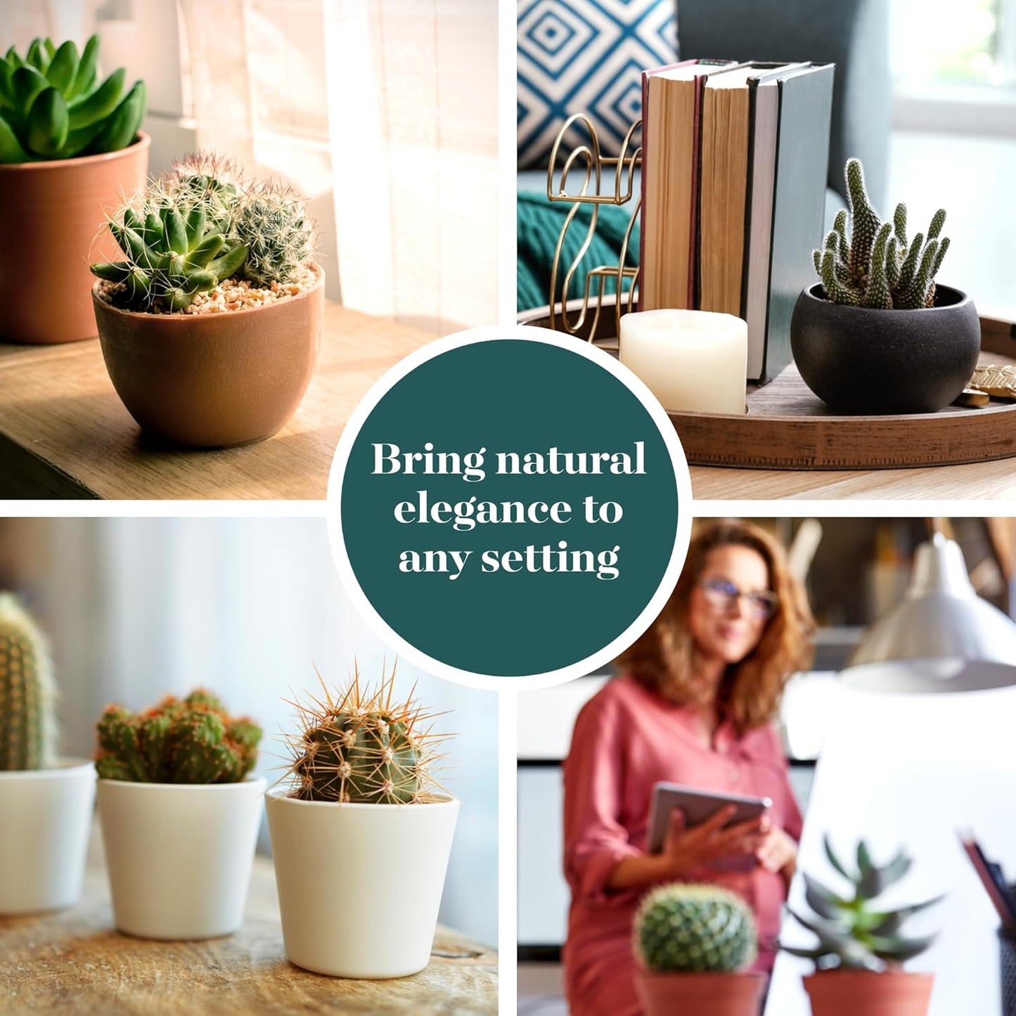 Shop Succulents | Can't Touch This Collection | Assortment of Hand Selected, Fully Rooted Live Indoor Cacti Plants, 20-Pack,