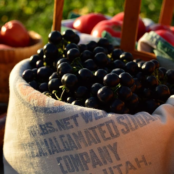 Garden Huckleberry - 50 Seeds - Heirloom Berry Variety, USA-Grown, Non-GMO Heirloom Fruit Seeds for Planting Outdoors in The Home Garden, Thresh Seed Company