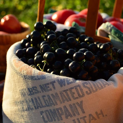 Garden Huckleberry - 50 Seeds - Heirloom Berry Variety, USA-Grown, Non-GMO Heirloom Fruit Seeds for Planting Outdoors in The Home Garden, Thresh Seed Company