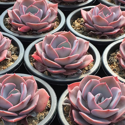 Sprout N Green Live Echeveria 'Dusty Rose', 1 Pack Rare Mini Succulent Plant Fully Rooted in 4" Pot, Real House Plant for Indoor Outdoor Home Office Wedding Decoration Party Favor