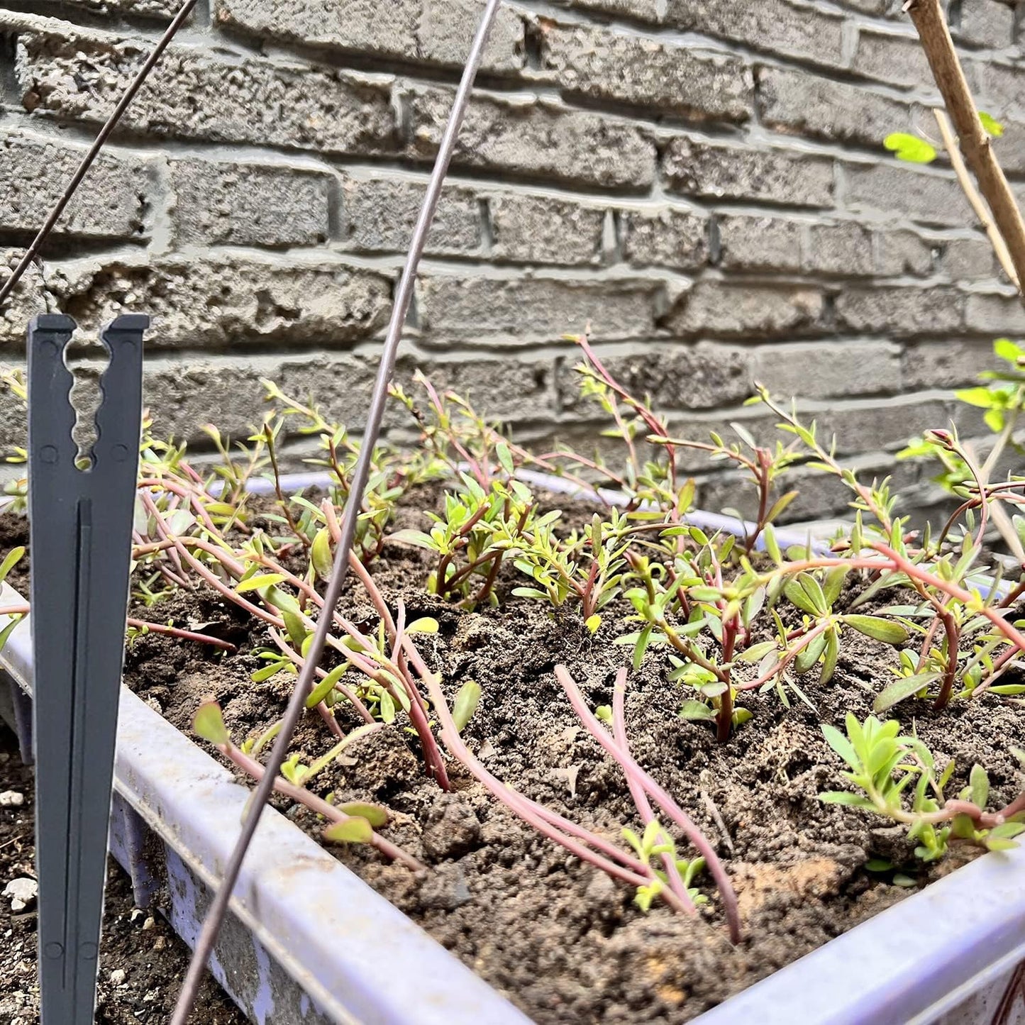 80 Pcs Irrigation Drip Support Stakes 1/8-1/4" Universal Drip Lines Tubing Hose for Gardens, Flowers, Plants, Vegetable