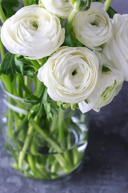 Easy to Grow Ranunculus Tecolote White - 10 Plant Bulbs, White Flowers in Spring, Full Sun Mediterranean Carlsbad Flower Fields