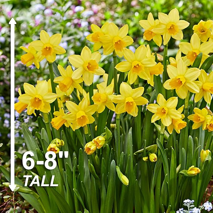 Garden State Bulb Narcissus Tete-a-Tete Daffodil Flower Bulbs, 12/14cm, Fall Planting (Bag of 250)