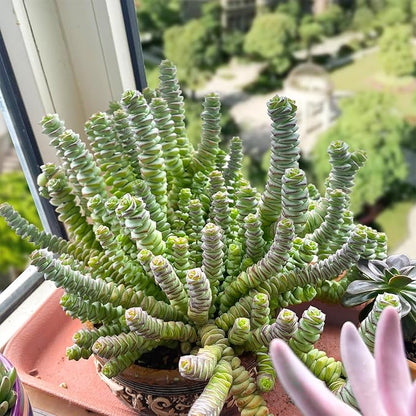 Sprout N Green 4" String of Buttons, Live Crassula 'Baby's Necklace' Trailing Succulent Rooted in Pots, Rare House Plant for Home Office Wedding Hanging Decoration, DIY Projects, Party Favor