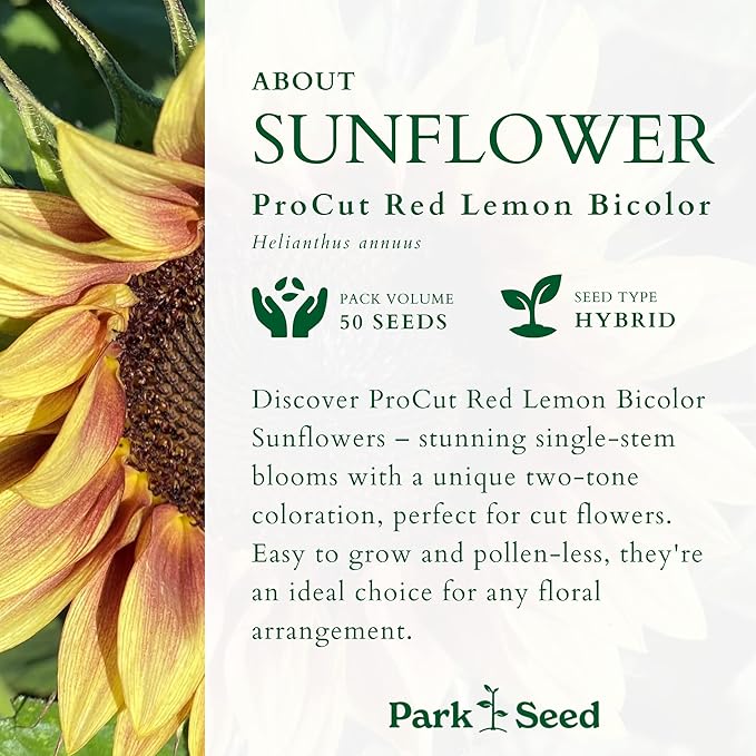 Park Seed ProCut Red/Lemon Bi-Colour Sunflower Seeds – Bold Red Petals with Lemon Tips, Easy to Grow Spring Variety, Great for Cutting Gardens, 4-Inch Blooms, Pack of 50