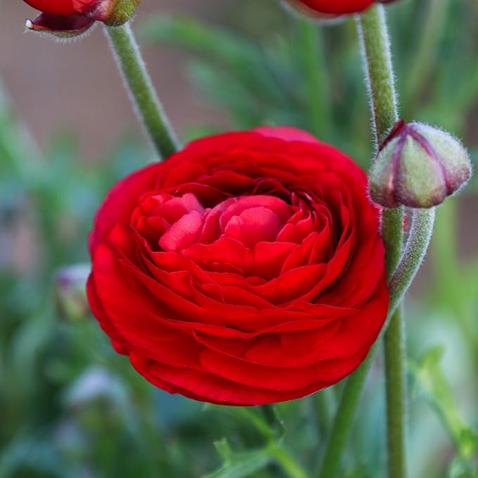 Easy to Grow Ranunculus Tecolote Red 10 Plant Bulbs - Red Flowers in Spring, Full Sun Outdoor Zones 8-10, Mediterranean Carlsbad Flower Fields