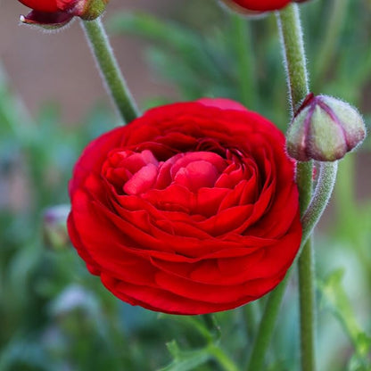 Easy to Grow Ranunculus Tecolote Red 10 Plant Bulbs - Red Flowers in Spring, Full Sun Outdoor Zones 8-10, Mediterranean Carlsbad Flower Fields