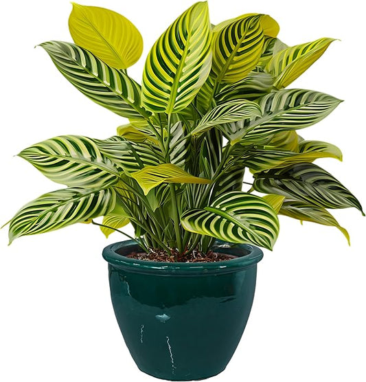 Sunnydaze Large Ceramic Plant Pot - Round Outdoor Glazed Ceramic Planter Pot with Drainage - Chalet -Dark Green - 14.5"