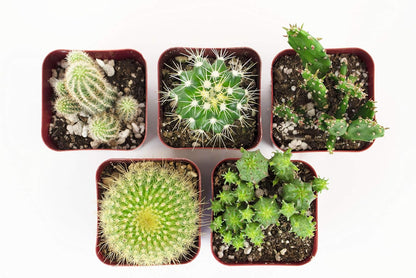 Shop Succulents | Can't Touch This Collection | Assortment of Hand Selected, Fully Rooted Live Indoor Cacti Plants, 5-Pack