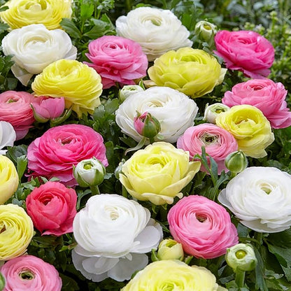 Easy to Grow Ranunculus Tecolote Pastel Mix 10 Plant Bulbs - Pink Yellow & White Flowers in Spring Full Sun Outdoor Zones 8-10, Mediterranean Carlsbad Flower Fields
