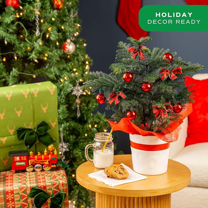 Costa Farms Live Christmas Tree, Medium Norfolk Island Pine in Merry Christmas Wreath Ceramic Plant Pot, Christmas Ornaments, Tabletop Christmas Gift, Holiday, Christmas Room Decor, 18-20 Inches Tall