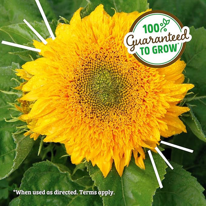 Back to the Roots Sunflower Organic Windowsill Planter Kit - Grows Year Round, Includes Everything Needed for Planting