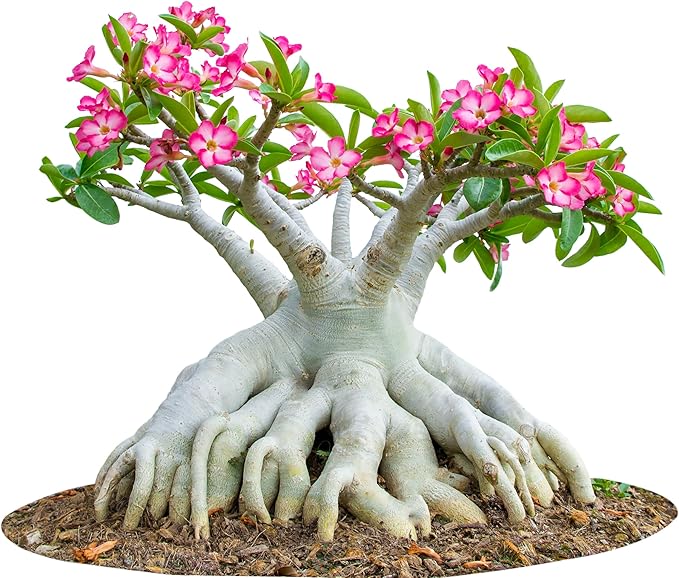20 Desert Rose Seeds for Planting Mixed Color Ready to Grow Adenium Obesum Seeds Exotic Succulent Colorful Bonsai Plant Tropical Rose Flower Planting Non-GMO Heirloom