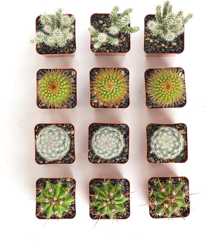Shop Succulents | Can't Touch This Collection | Assortment of Hand Selected, Fully Rooted Live Indoor Cacti Plants, 12-Pack