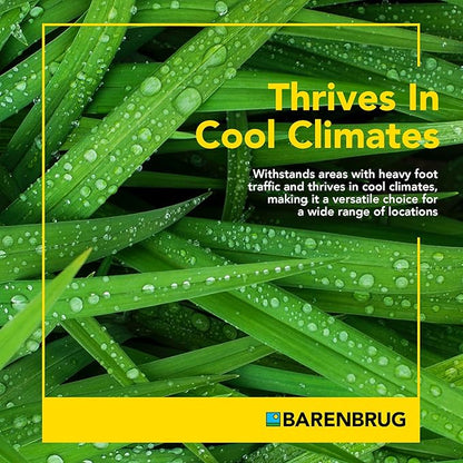 Barenbrug Wonderlawn Perennial Ryegrass Grass Seed for Southern Lawns, Fast-Acting Durable Grass Seed Mix for All Weather Conditions, 10-lb. Bag