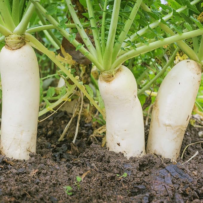 Outsidepride Annual Daikon Radish Seeds - 1 lb. Chinese, Japanese, & Oriental Radish Seeds for Soil Health, Erosion Control, & Soil Aeration - Ideal for Gardens, Cover Crops, Pastures, & Food Plots