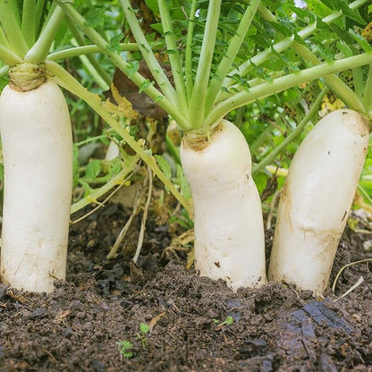 Outsidepride Annual Daikon Radish Seeds - 50 lbs. Chinese, Japanese, & Oriental Radish Seeds for Soil Health, Erosion Control, & Soil Aeration - Ideal for Gardens, Cover Crops, Pastures, & Food Plots