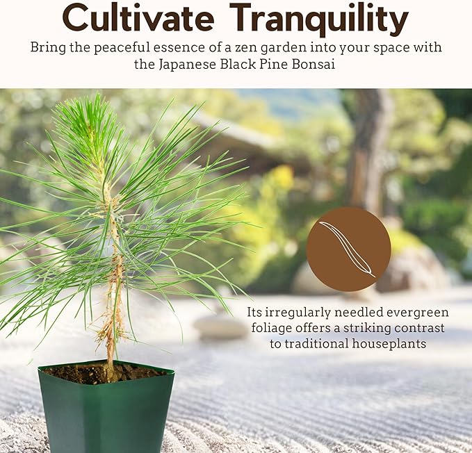 My Shelfie - Japanese Black Pine Bonsai Tree, 3-5-Inch Tall Bonsai Tree Live, Live Plants for Outdoor or Indoor Garden, Mini Tree in 2-Inch Pot (2)