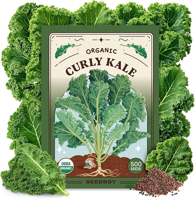 Seedboy Organic Kale Seeds for Planting Indoor and Outdoor, Non-GMO and USDA Certified Vegetable Seed Packet for Hydroponic Garden Indoor or Planting Outdoors (Blue Curled Scotch Kale)