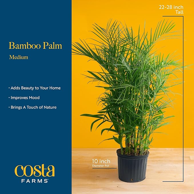 Costa Farms Bamboo Palm, Easy to Grow Houseplant, Live Indoor Plant Potted in Decor Plant Pot, Room or Office Decor, 3-4 Feet Tall