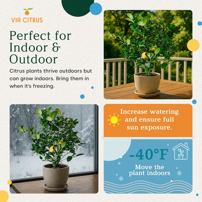Meyer Lemon Trees Live Plants Outdoor 18-22" Tall - Dwarf Fruit Trees Potted Cannot Ship: CA/AZ/TX/LA – Mini Lemons Plant, Citrus Tree, Indoor Fruit Tree Live Plants, Housewarming Gift by Via Citrus