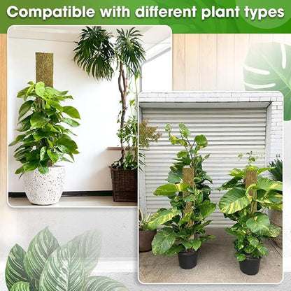 DUSPRO 59’’ Flat Mesh Moss Poles for Climbing Plants Monstera Flat Stacks for Tall Plant with Real Moss Moss Pole for Indoor Plants Plant Stick Support Tall Indoor Plants Support Stakes (1pc., 59'')