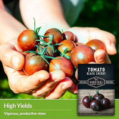 Black Cherry Tomato Seed for Planting - 3 Packets with Instructions to Plant & Grow Reddish-Purple Cherry Tomatoes in Your Home Vegetable Garden - Non-GMO Heirloom Variety - Survival Garden Seeds