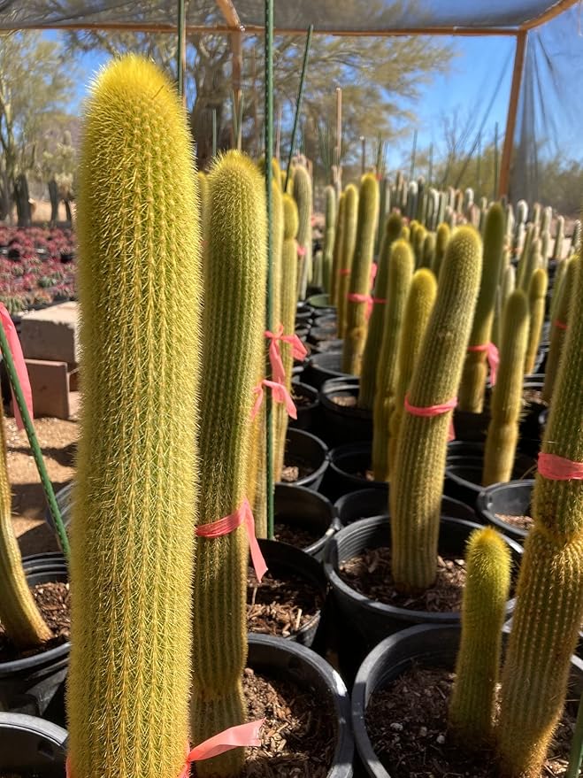Cactus Outlet - Cactus Plants Live, Live Plants Indoor & Outdoor Use, Live Cactus, Golden Torch- Rare Large Live Cactus - Landscape Ready Large Cactus Plant Live Delivered Right to Your Door