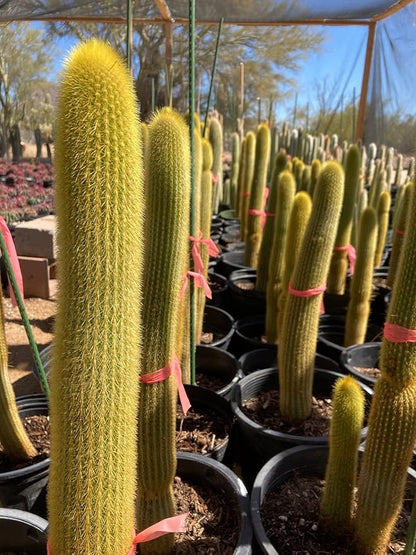 Cactus Outlet - Cactus Plants Live, Live Plants Indoor & Outdoor Use, Live Cactus, Golden Torch- Rare Large Live Cactus - Landscape Ready Large Cactus Plant Live Delivered Right to Your Door