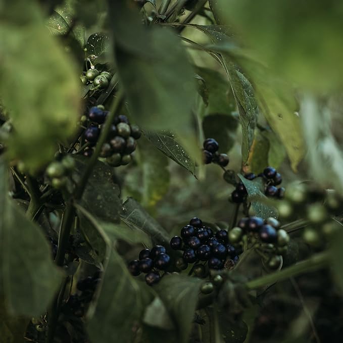 Garden Huckleberry - 50 Seeds - Heirloom Berry Variety, USA-Grown, Non-GMO Heirloom Fruit Seeds for Planting Outdoors in The Home Garden, Thresh Seed Company