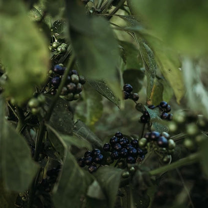 Garden Huckleberry - 50 Seeds - Heirloom Berry Variety, USA-Grown, Non-GMO Heirloom Fruit Seeds for Planting Outdoors in The Home Garden, Thresh Seed Company