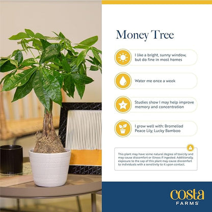 Costa Farms Money Tree, Small Easy to Grow Live Indoor Plant, Live Houseplant in Indoor Plant Pot, Bonsai Potted in Potting Soil, Birthday, Housewarming, Tabletop and Office Home Decor, 10-Inches Tall
