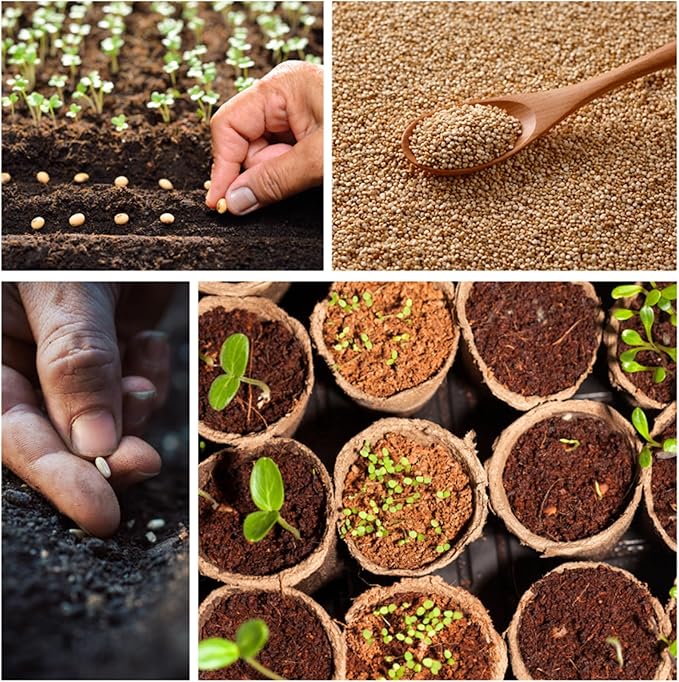 Hollyhock Seeds for Planting, Mixed Colors - 100+ Seeds - Long Blooming Period in All Zones