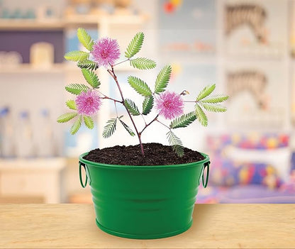 BUZZY Seeds Mini Basin Sensitive Plant Grow Kit with Green Planter, Touch Responsive Tickle Me Plant for Kids and Adults, Fun Indoor Gardening DIY Kit