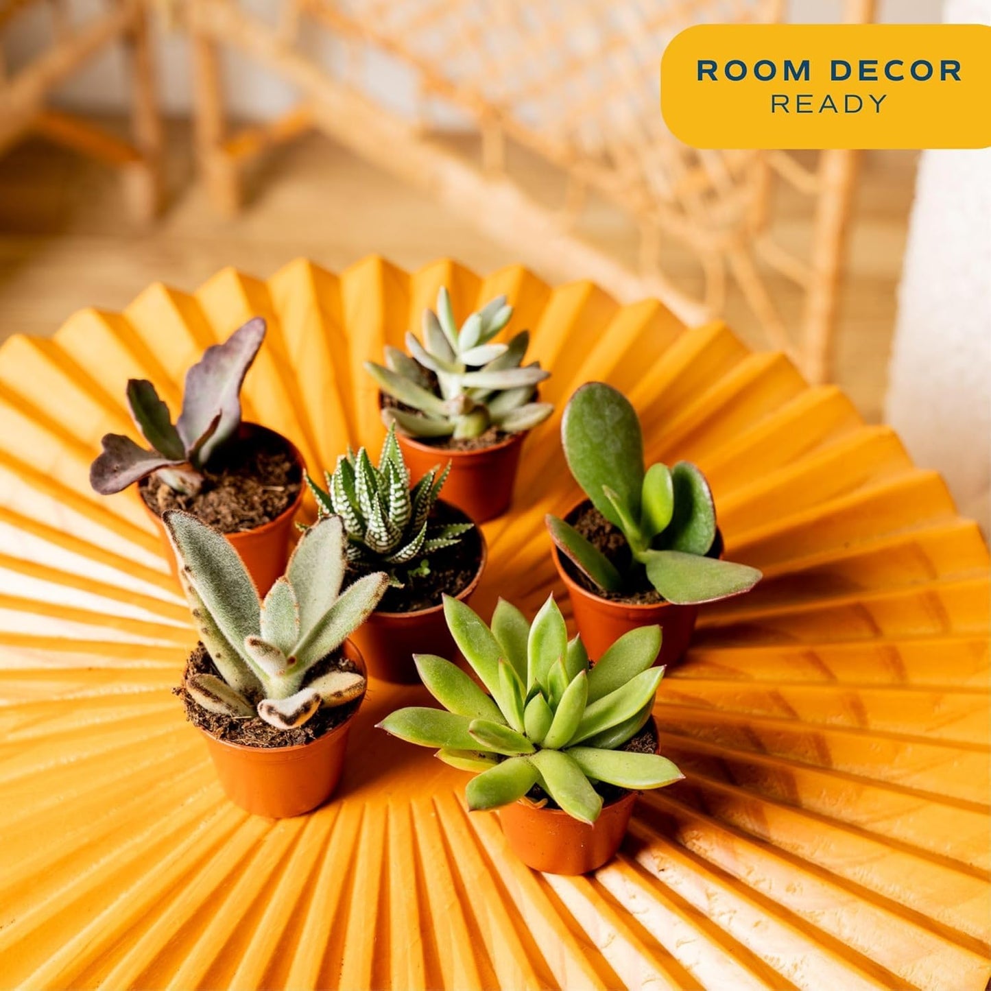 Costa Farms Succulents (6 Pack), Live Mini Succulent Plants, Grower's Choice Live Houseplants, Potted in Nursery Plant Pots, Potting Soil, Gift for Bulk Baby Shower, Bridal Shower, DIY Room Decor