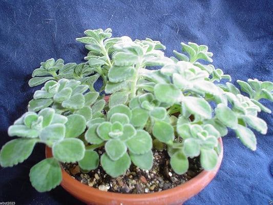Broad Leaf Thyme AKA Cuban Oregano, Spanish thyme, Mexican thyme !(1000 seeds)