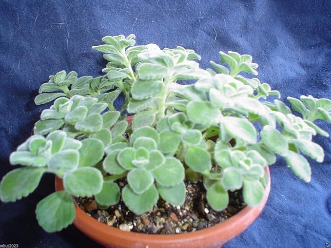 Broad Leaf Thyme AKA Cuban Oregano, Spanish thyme, Mexican thyme !(5,000 Seeds)