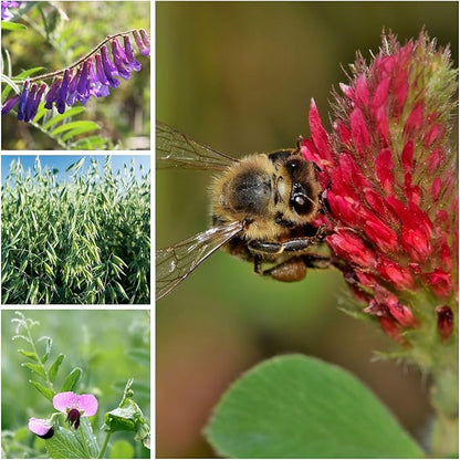 Cover Crop Seed Mix Organic - Pollinator & Bee Friendly Cover Crop Mix - 5 lb Bulk ~34,000 Seeds - Clover Cover Crop Blend - Includes Hairy Vetch Cover Crop Seeds, Crimson Clover, Peas, & Oats