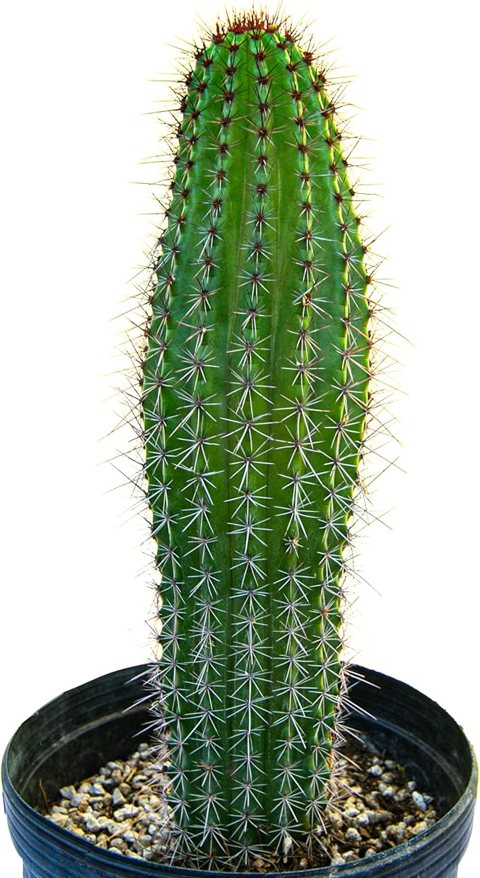 Cactus Outlet - Cactus Plants Live, Live Plants Indoor & Outdoor Use, Live Cactus, Organ Pipe 12”-18”- Large Live Cactus - Landscape Ready Large Cactus Plant Live Delivered Right to Your Door