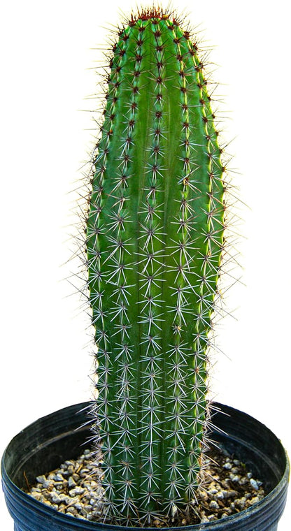 Cactus Outlet - Cactus Plants Live, Live Plants Indoor & Outdoor Use, Live Cactus, Organ Pipe 12”-18”- Large Live Cactus - Landscape Ready Large Cactus Plant Live Delivered Right to Your Door