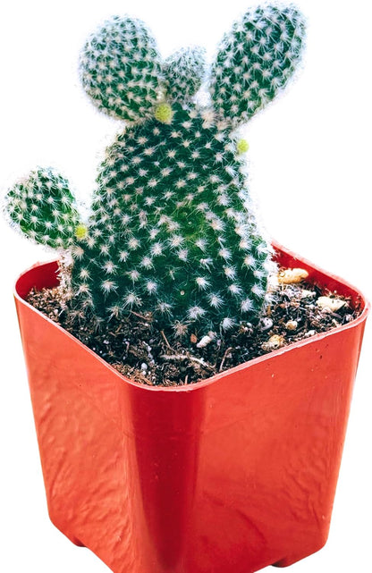 Succulents Plants Live 2inch Live Mini Succulent Plants, Easy Care House Plants Rooted in Succulent Soil Mix, by The Succulent Cult (Bunny Ear Cactus, 2 Inch)