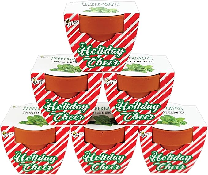 BUZZY Seeds Holiday Candy Cane Mini Terracotta Grow Pots, 6-Pack Peppermint Seeds, Indoor Plant Starter Kit, Stocking Stuffers, Party Favors Adults, for Kids