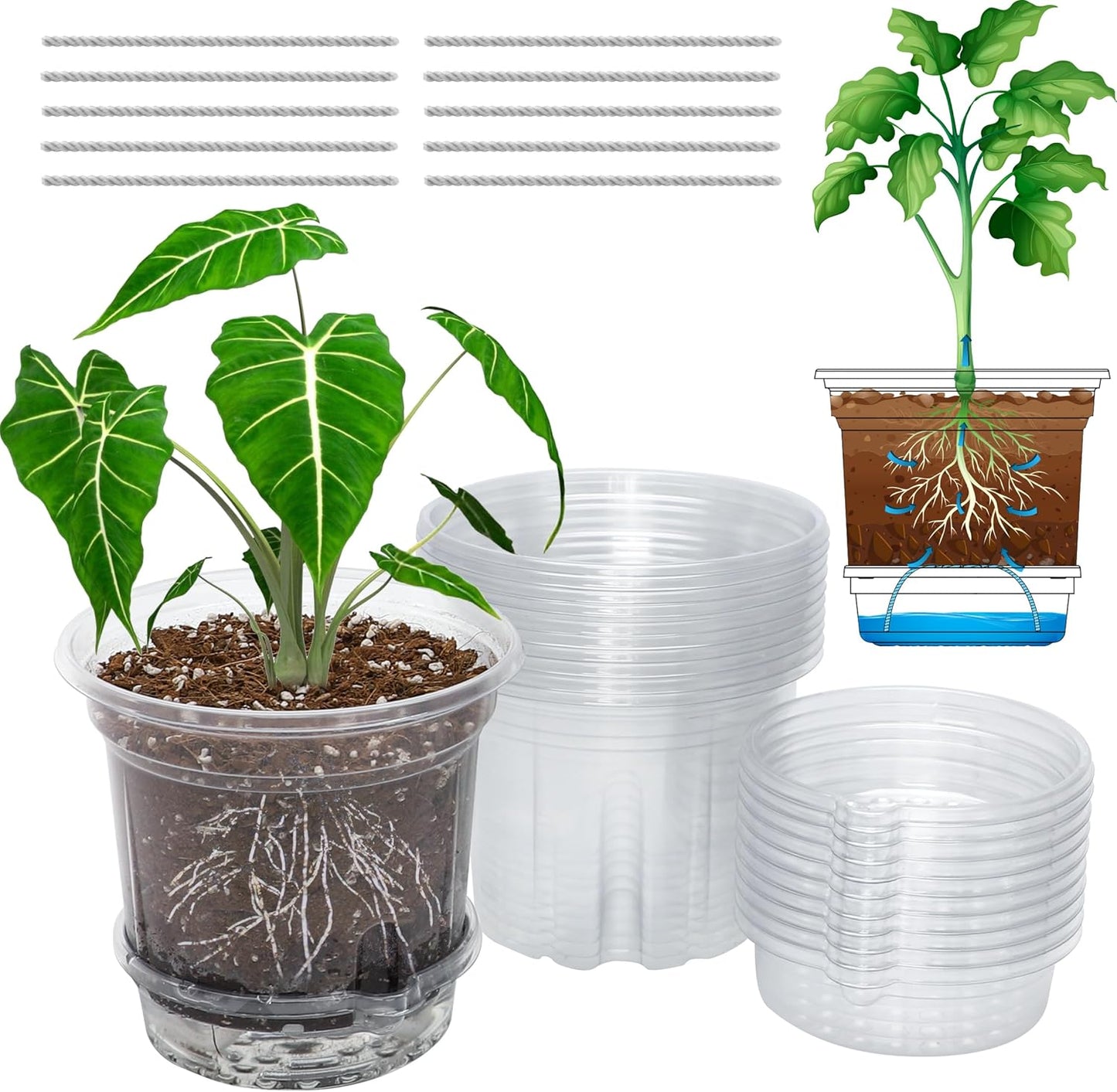 20 Pack 5 Inch Clear Self Watering Plant Pots with Bottom Water Tray & Watering Rope, Transparent Nursery Pots with Drainage for Seedlings, Herbs, and Houseplants