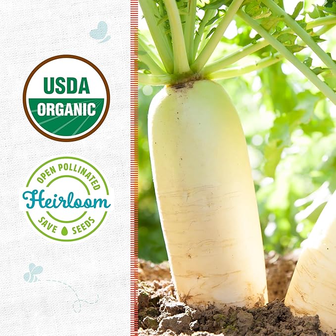 Back to The Roots 100% Organic Heirloom Seeds - Daikon Radish Value Pack (2.8g Total)