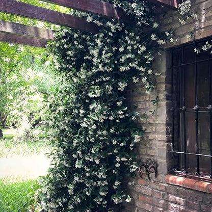 Star Jasmine/Confederate Jasmine - Trachelospermum Jasminoides. Live. Fragrant Flowers. (2 Plants in Cup)