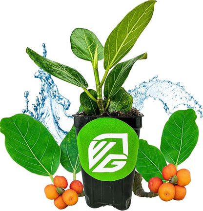 Audrey Fig (Banyan Tree) Live Plant - Ficus benghalensis by Wellspring Gardens - Easy-Care Ornamental Beauty, Perfect Sacred Starter Plant for Your Home & Garden Elegance