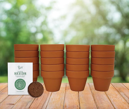 BUZZY Seeds Terracotta Mini Grow Pots | Herb, Plant, Flower Starter Kit for Kids & Adults | Assorted 20-Pack, | Lavender Seeds Guaranteed to Grow | Indoor Grow Your Own Plant Gardening Gift